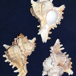 Murex Ramosus~Chicoreus Ramosa Seashell  3&quot;-4&quot; ~ (1 Shell)