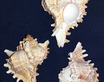 Murex Ramosus~Chicoreus Ramosa Seashell  3"-4" ~ (1 Shell)