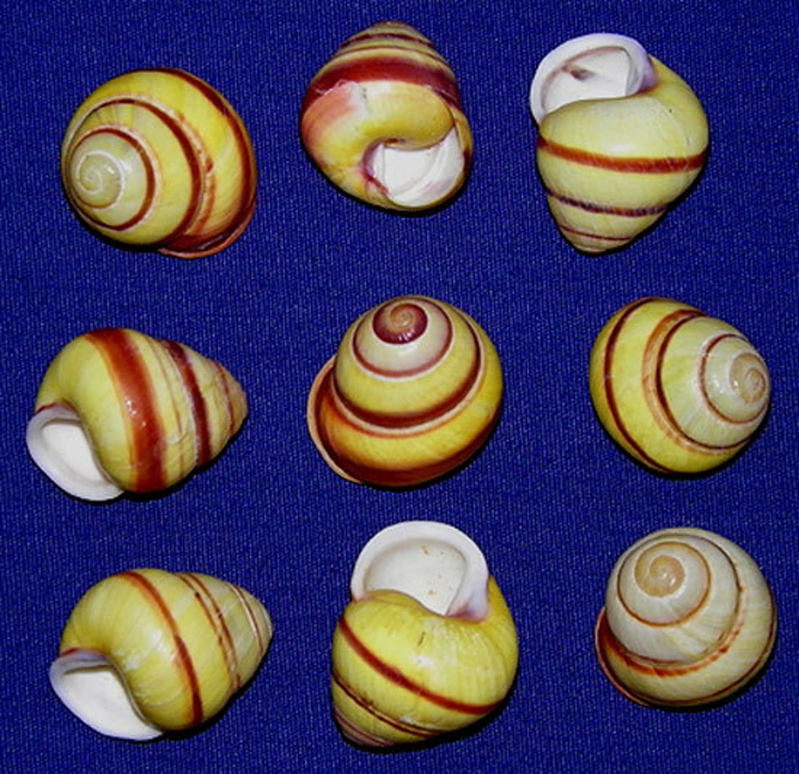 Yellow Banded/striped Land Snail Shell 3/4 craft and Etsy