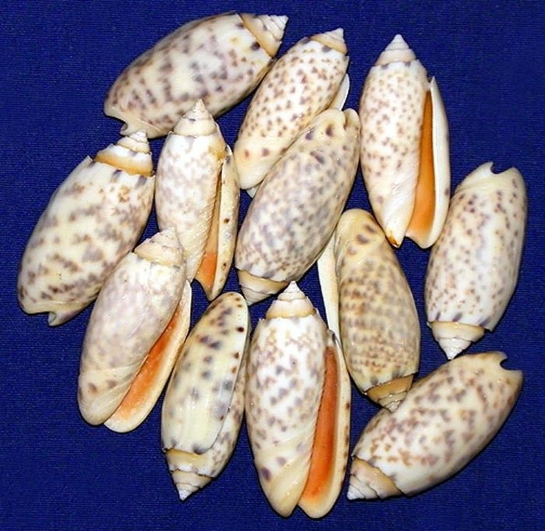 Oliva Annulata - Amethyst Olive 1-1/2