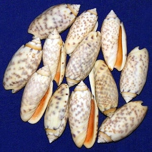 May include: A collection of 12 small, white seashells with brown spots. The shells are oval-shaped and have a smooth, glossy finish.