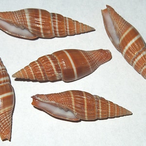Mitra Formosense Seashells (34mm.) (1-3/8&quot;) Specimen Collerctor Shell (1 Shell)