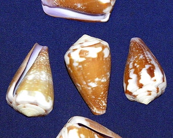 Conus Rattus Rat Cone Seashell 1"-1-1/4" (1 Shell)