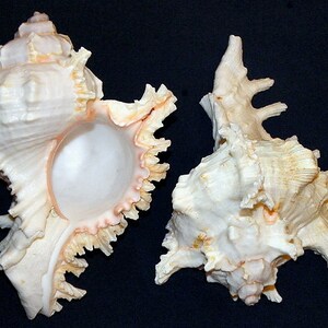 Murex Ramosus~Chicoreus Ramosa Seashell  5&quot;-6&quot; ~ (1 Shell)