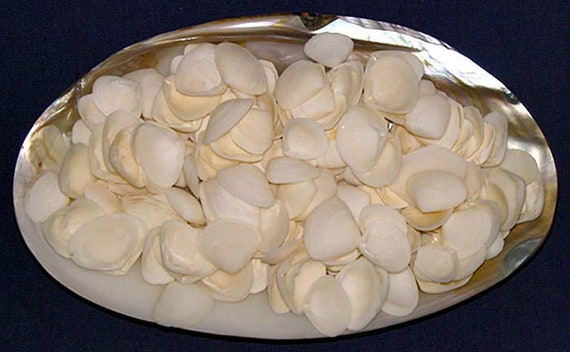 Cay Cay White Craft Shells approximately 1000 Pcs. | Etsy