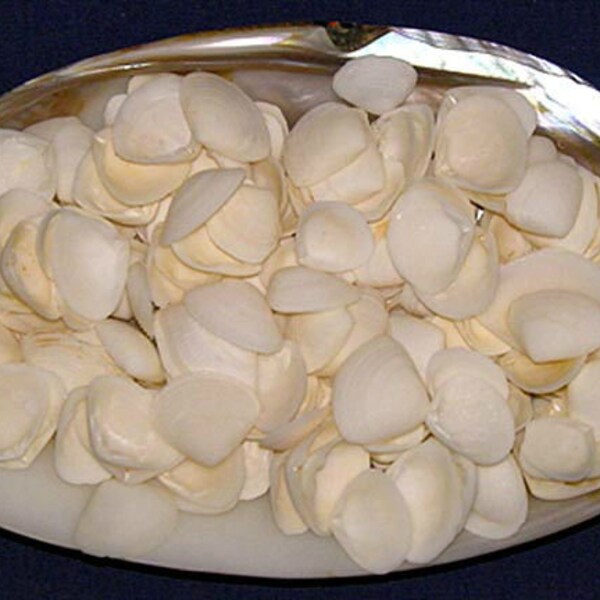 1 KG - White Cay Cay Shells - 0.5 - 1 inch main image 0