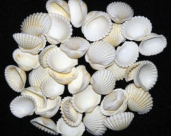 Andara Granosa White Ribbed Ark  Shells ~ Craft/Jewelry Supply~ Approximately (300) 1/2"-3/4" Seashells per 1/2lb