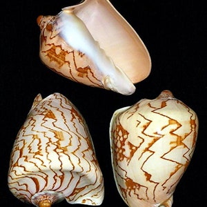 Nobilis Voluta Noble Volute Shell 4&quot;-4-1/2&quot; (1 Shell)