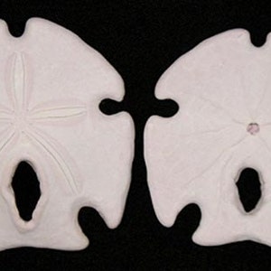 Mexican Arrowhead Sand Dollar~Encope grandis 3-1/2&quot;-4&quot;~Craft and Jewelry Supplies~ (1 Sandollar)
