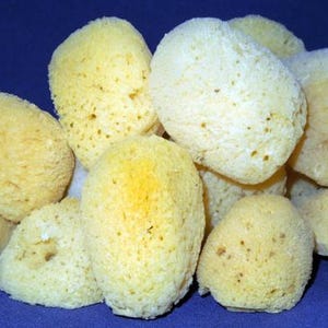 May include: A group of natural sea sponges in various sizes and shapes. The sponges are a pale yellow color and have a porous texture.