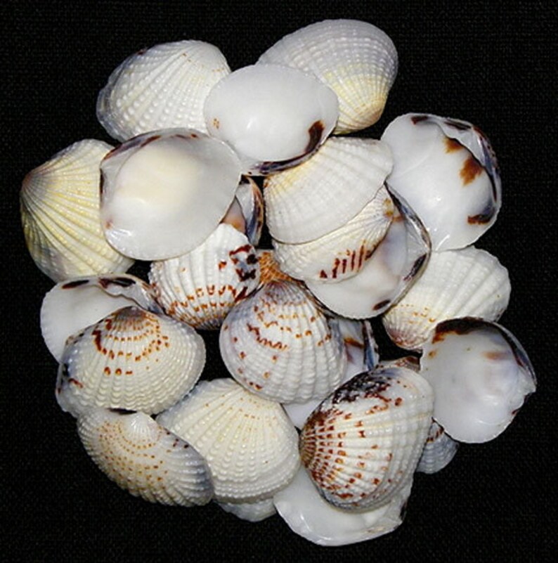 CARDITA Gafrarium Tumidum/Semi White Clam ShellsCraft/Jewelry Supply Approx. 70 Count 1 1-1/4 Seashells per 1/2lb. image 1