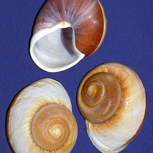 May include: Three seashells with a brown and white spiral pattern. The shells are on a blue background.