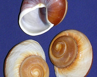 Ryssota Ovum~Muffin Land Snail Shells ~ 3-1/2"~ Craft Seashell Supply (1 Shell)
