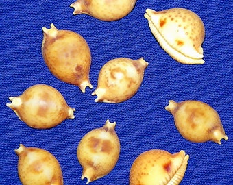 Cypraea Pustularia bistrinotata Cowrie Seashell (19mm.) (3/4") Specimen Quality (1 Shell)