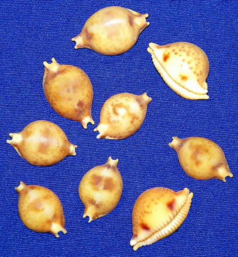 Cypraea Pustularia bistrinotata Cowrie Seashell 19mm. 3/4 Specimen Quality 1 Shell image 1
