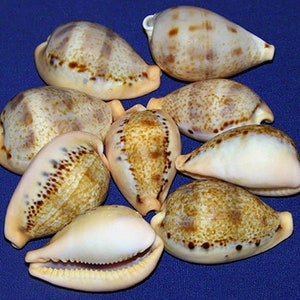 Puede incluir: Una colección de ocho conchas marinas con patrones marrones y blancos. Las conchas son lisas y tienen un acabado brillante.