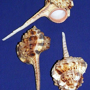 Large Murex Haustellum Shell 4&quot;-4-1/2&quot; (1 Shell)