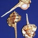 see more listings in the *Murex/Snails/Spindle section