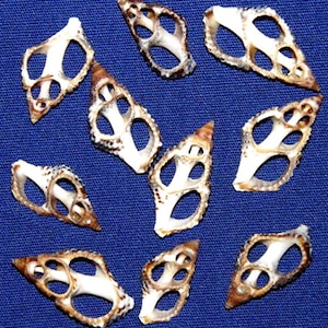 May include: A collection of 12 small, white, and brown seashells with intricate patterns and holes. The shells are arranged in a circle on a blue background.