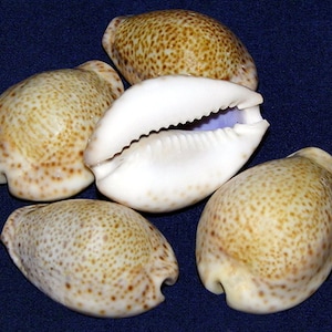 Cypraea Turdus, Tarmus ~ Cowry Seashell ~ (25mm.- 38mm.) ( 1&quot;-1-1/2&quot;) Specimen Collector Shell (1 Shell)