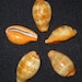 see more listings in the *Cypraea/Cowry/Specimen section