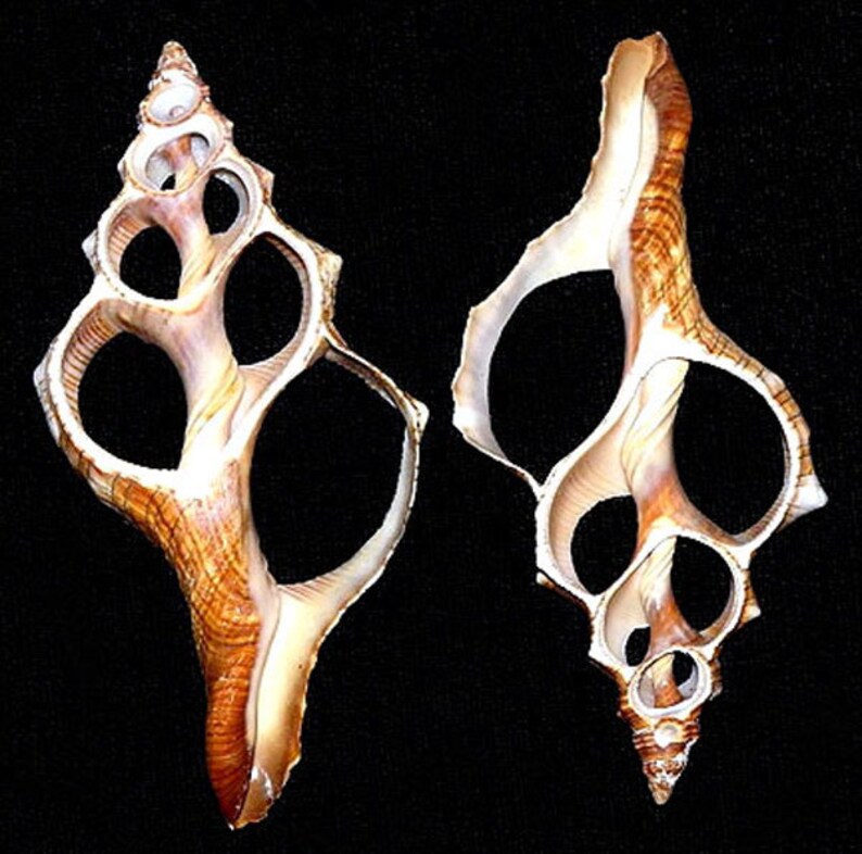 Fox Conch Shells Center Cut Sliced 441/2 2 Etsy