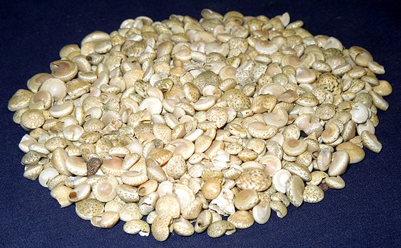600 Shells Natural Off-white Umbonium Craft Seashells 1/4