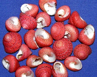 Strawberry Top Seashells (Clanculus puniceus) Craft Shells ~ 1/2&quot;-3/4&quot; ~( 5 Shells)