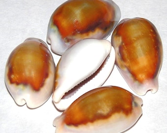 Cypraea spadicea ~ Chestnut Cowrie - Approx. (1-1/2"/40mm.) Specimen Collector Shell (1 Shell)