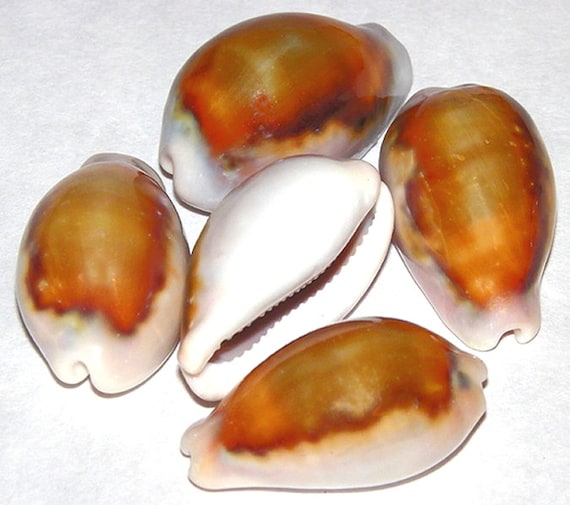 COWRIES　オサナ　カノコ　パパイア　フイリチドリダカラガイ　宝貝　貝殻5個 COWRIES オサナ カノコ パパイア フイリチドリダカラガイ 宝貝
