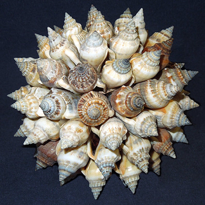 Shell Orb Seashell Shell Ball, Orbs 3