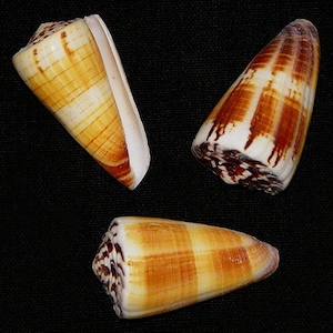 Pode incluir: Três conchas em forma de cone com listras marrons e brancas. As conchas estão dispostas em forma triangular sobre um fundo preto.