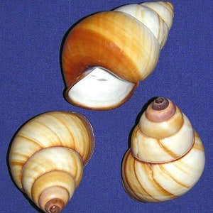 Op de afbeelding: Drie slakkenhuisjes met bruine en witte strepen. De huisjes zijn in een driehoekige vorm op een blauwe achtergrond gerangschikt.