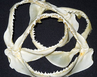 REAL Spottail Shark Jaws Carcharhinus sorrah ~ (3-1/2"- 4"  Grade "A" Specimen ~ (1 Jaw) + Free Gift.