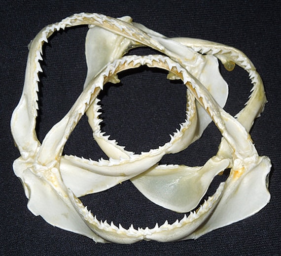 本物のホシザメの顎 Carcharhinus sorrah ~ (3-1/2