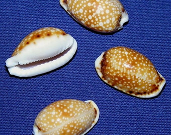 Cypraea Labrolineata Cowry Seashell (19/20mm.)-(3/4"-7/8") Specimen Collector Seashells (1 Shell)