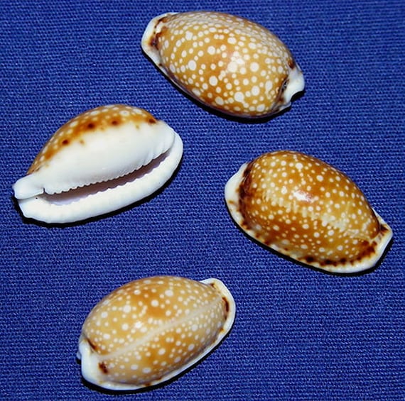 Cypraea Labrolineata タカラガイ (19/20 mm.)-(3/4