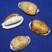 see more listings in the *Cypraea/Cowry/Specimen section