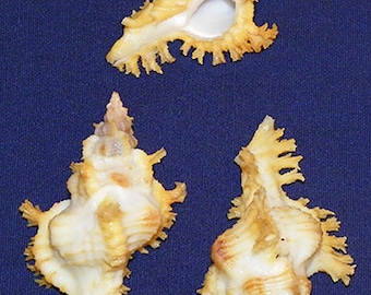 Chicoreus Crocatus Banksii ~ Murex Seashell (47)mm. (1-3/4") F+++ - Specimen Collectors Seashells ~ (1 Shell)