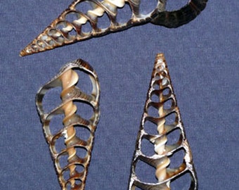 Telescopeium Auger Seashell Center Cut Sliced ~2"-2-1/2" (5 Shells)
