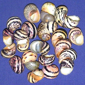 Nerita Dubia Stripped Shells ~ 1/2&quot;-3/4&quot;  Craft Seashells   (10 Shells)