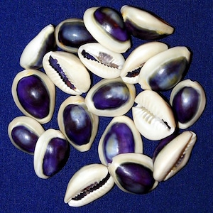 Cypraea Annulus  ~ Purple Top Cowrie Seashell ~ 1" (5 Shells)