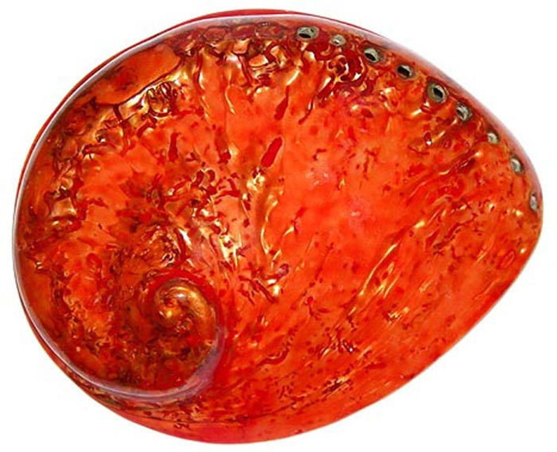 Dyed Polished Lacquered Real Red Midea Abalone Half Shell 5-12 Seashell Craft Nautical Deco 1 Shell