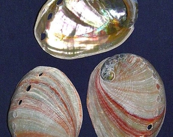 鮑の貝殻 アワビ貝殻（原貝）－ - 野村海産株式会社