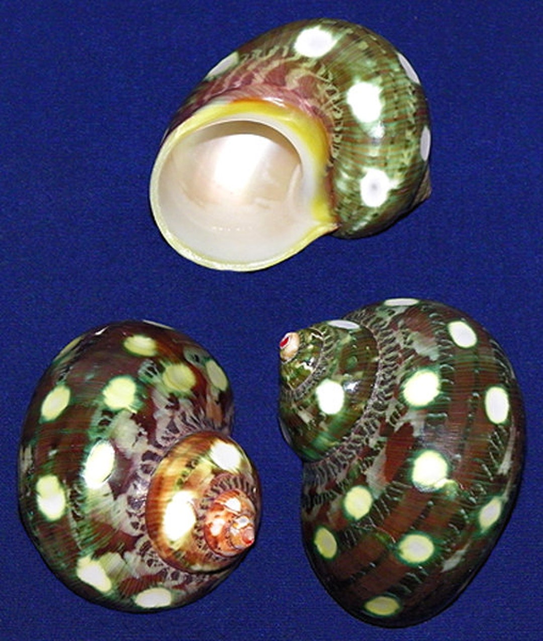 Spotted Turbo Petholatus Seashell (2