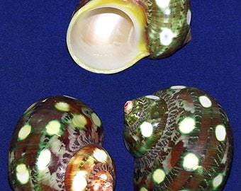 Spotted Turbo Petholatus Seashell (2") (1 Shell)
