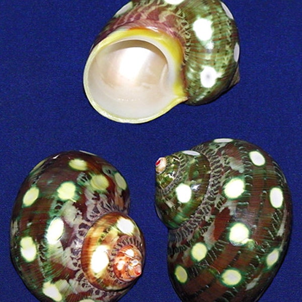 Spotted Turbo Petholatus Seashell (2") (1 Shell)