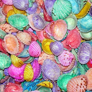 Geverfde Cardita Craft Shells ~ Ongeveer (70 stuks) 1in. - 1-1/2in. schelpen per 1/2lb.