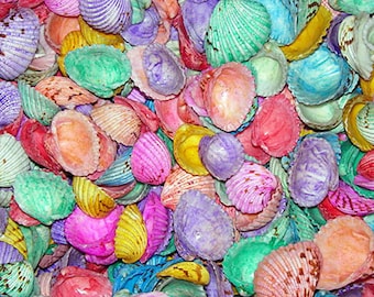 Dyed Cardita Craft Shells ~ Approximately (70 pcs.) 1in. - 1-1/2in. shells per 1/2lb.