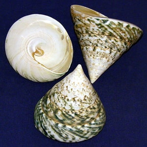 May include: Three seashells with unique shapes and patterns are displayed against a dark blue background. The shells vary in size and form, showcasing a spiral, a cone, and a flared shape. The shells have a creamy white base color with green and brown markings.